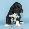 Photo №4. I will sell portuguese water dog in the city of Evora. breeder - price - negotiated