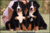 Photo №1. bernese mountain dog - for sale in the city of Belgrade | negotiated | Announcement № 114984