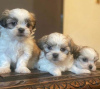 Photo №3. Beautiful and adorable Maltese puppies available for sale. Finland