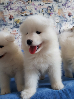 Photo №1. samoyed dog - for sale in the city of Minsk | 500$ | Announcement № 2304