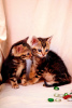 Additional photos: Bengal kittens with documents