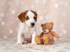 Photo №4. I will sell jack russell terrier in the city of Kiev. private announcement - price - 660$