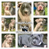 Photo №4. I will sell american bully in the city of Белле. breeder - price - 2129$