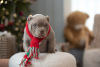 Photo №2 to announcement № 82916 for the sale of american bully - buy in United States private announcement, breeder