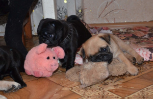Photo №1. pug - for sale in the city of Vladimir | 325$ | Announcement № 1363