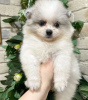 Photo №1. pomeranian - for sale in the city of Marseilles | negotiated | Announcement № 17337
