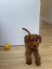 Photo №1. poodle (toy) - for sale in the city of Sion | 2600$ | Announcement № 20349