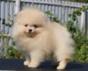 Photo №4. I will sell pomeranian in the city of Москва. private announcement, from nursery, breeder - price - 500$