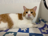 Additional photos: The wonderful red cat Bonechka is looking for a home and a loving family!