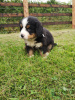 Photo №3. Cute Bernese Mountain puppies for free adoption. Germany