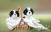 Photo №2 to announcement № 100617 for the sale of cavalier king charles spaniel - buy in Belarus from nursery