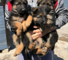 Additional photos: German shepherd puppies