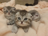 Additional photos: Scottish Fold kittens for sale