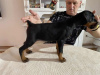 Photo №1. dobermann - for sale in the city of Novi Bečej | negotiated | Announcement № 84848