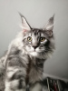 Photo №1. maine coon - for sale in the city of Krasnoyarsk | 521$ | Announcement № 69503
