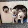 Photo №1. siamese cat - for sale in the city of Wiener Neustadt | Is free | Announcement № 95184