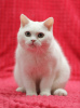 Photo №1. british shorthair - for sale in the city of Magnitogorsk | negotiated | Announcement № 102883