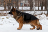 Photo №1. german shepherd - for sale in the city of Chelyabinsk | negotiated | Announcement № 126844