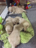 Additional photos: Healthy Golden Retriever Puppies available now for sale