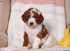 Photo №1. poodle (royal) - for sale in the city of Мелвилл | negotiated | Announcement № 63265