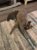 Additional photos: Home trained British shorthair kittens available now