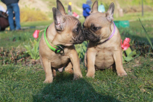 Additional photos: French bulldog for sale