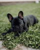 Photo №4. I will sell french bulldog in the city of Berlin. private announcement - price - 350$