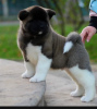 Photo №1. american akita - for sale in the city of Казахстан | 600$ | Announcement № 76749