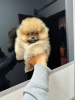 Photo №2 to announcement № 119905 for the sale of pomeranian - buy in Serbia 