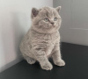 Photo №1. british shorthair - for sale in the city of Orlando | 420$ | Announcement № 102885