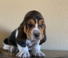Photo №1. basset hound - for sale in the city of Prague | negotiated | Announcement № 96390