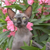 Photo №1. sphynx-katze - for sale in the city of Simferopol | negotiated | Announcement № 10414