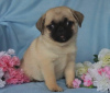 Photo №1. pug - for sale in the city of Milan | 370$ | Announcement № 110941