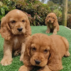 Photo №1. english cocker spaniel - for sale in the city of Toulouse | 423$ | Announcement № 31688