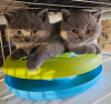 Photo №2 to announcement № 92678 for the sale of british shorthair - buy in Germany breeder