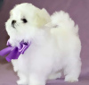 Photo №1. maltese dog - for sale in the city of Berlin | negotiated | Announcement № 115857