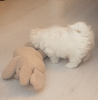 Photo №1. maltese dog - for sale in the city of Munich | 317$ | Announcement № 69763
