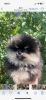 Photo №2 to announcement № 62623 for the sale of pomeranian - buy in Ukraine private announcement, from nursery, breeder