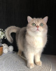 Additional photos: British gorgeous Kitten!