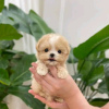 Photo №2 to announcement № 119534 for the sale of poodle (dwarf) - buy in Finland private announcement