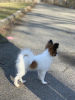 Photo №2 to announcement № 42744 for the sale of papillon dog - buy in Ukraine from nursery