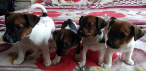 Photo №2 to announcement № 1277 for the sale of jack russell terrier - buy in Belarus private announcement