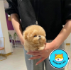 Photo №2 to announcement № 45551 for the sale of poodle (toy) - buy in United Arab Emirates from nursery