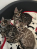 Photo №4. I will sell bengal cat in the city of Бернау. breeder - price - 370$