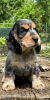 Photo №1. english cocker spaniel - for sale in the city of Kovin | negotiated | Announcement № 87382