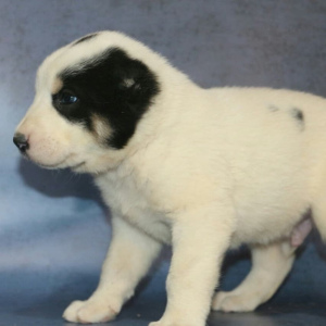 Additional photos: Central Asian Shepherd Dog. Puppies