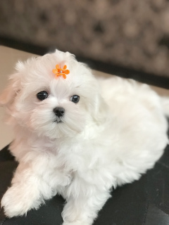 Photo №2 to announcement № 1185 for the sale of maltese dog - buy in Belarus private announcement