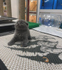 Photo №1. scottish fold - for sale in the city of Gatlinburg | 220$ | Announcement № 83945