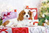 Photo №1. cavalier king charles spaniel - for sale in the city of Brest | 951$ | Announcement № 78562