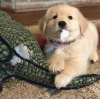 Photo №1. golden retriever - for sale in the city of Tampere | Is free | Announcement № 90700